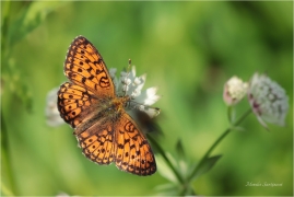 <p>PERLEŤOVEC KOPŘIVOVÝ (Brenthis ino) ----- /Lesser marbled fritillary - Mädesüß-Perlmutterfalter/</p>